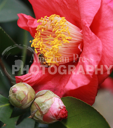 nwdp0204BeeOnCamellia