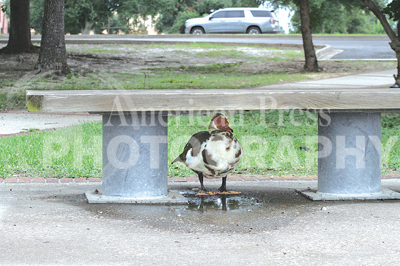 nwdp0824_bench_duck