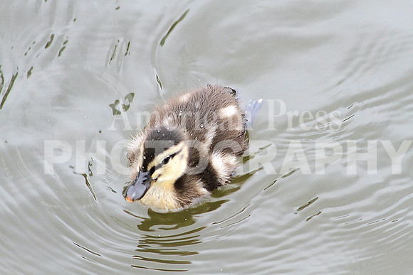 nwdp0824_baby_duck.2