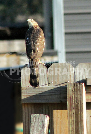 A7.nwdp1013.Merlin_falcon
