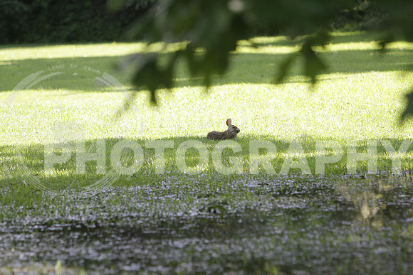 nwdp0428_Hare