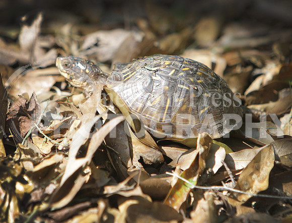 nwdp0428_Tortoise_1