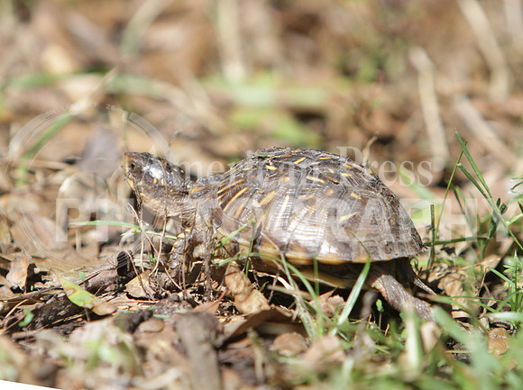 nwdp0428_Tortoise_2B