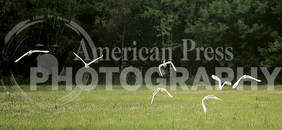 nwdp0512_Egrets in flight.2.TONED