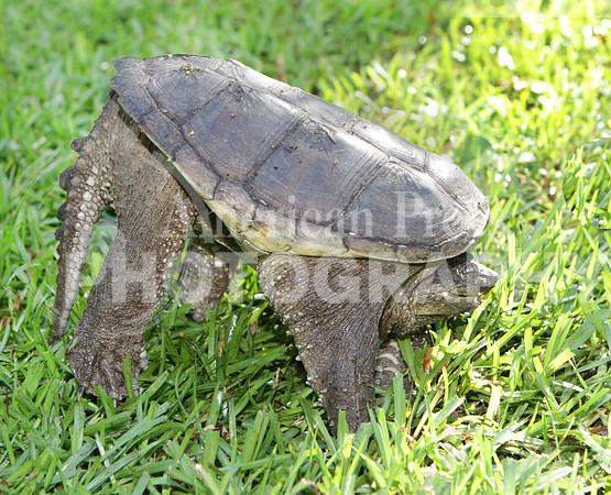 nwdp0526_Snapping turtle_1