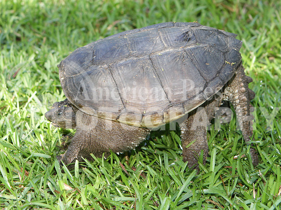 nwdp0526_Snapping turtle_2