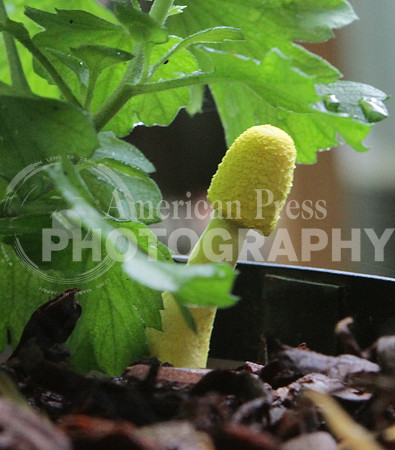 nwdp.yellow mushroom