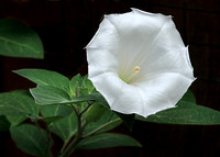 nwdp0707_moonflower_bloom