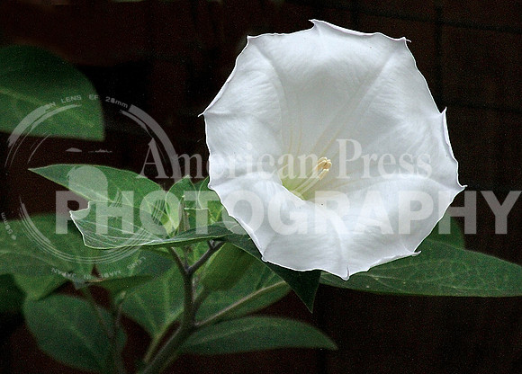 nwdp0707_moonflower_bloom