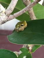 nwdp0803_tree_frog.2