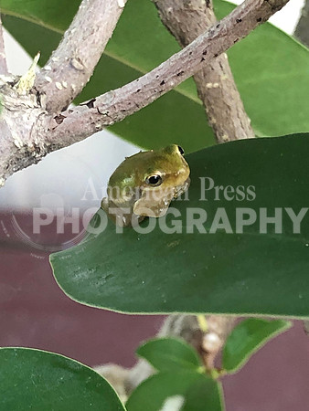 nwdp0803_tree_frog.2