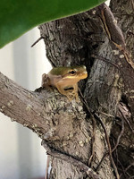 nwdp0803_tree_frog.1
