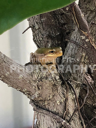 nwdp0803_tree_frog.1