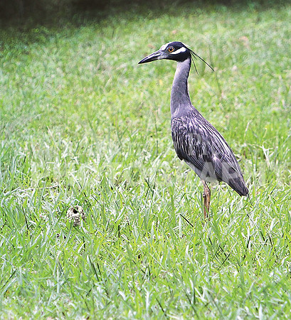 nwdp0617_Blue heron.TONED