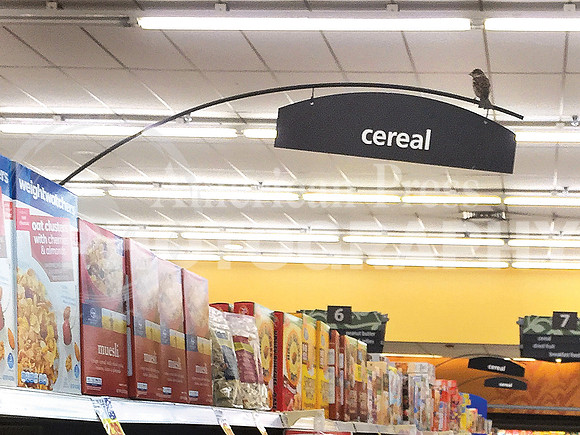 nwdp0630_Bird in grocery store.TONED