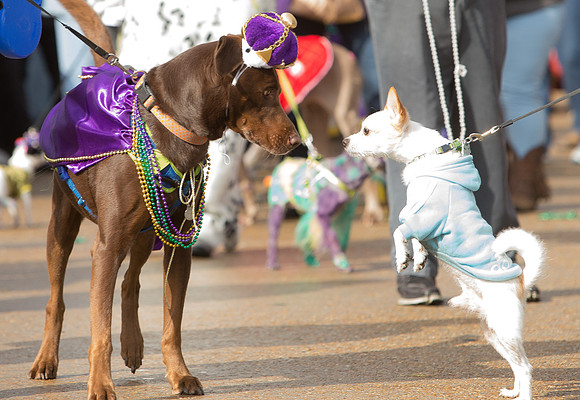 nwrh.0206.krewe.de.barkus-3