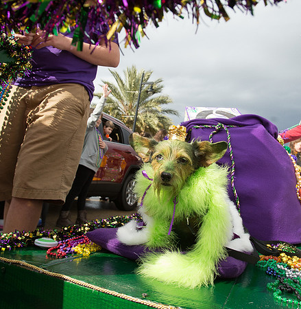 nwrh.0206.krewe.de.barkus-10