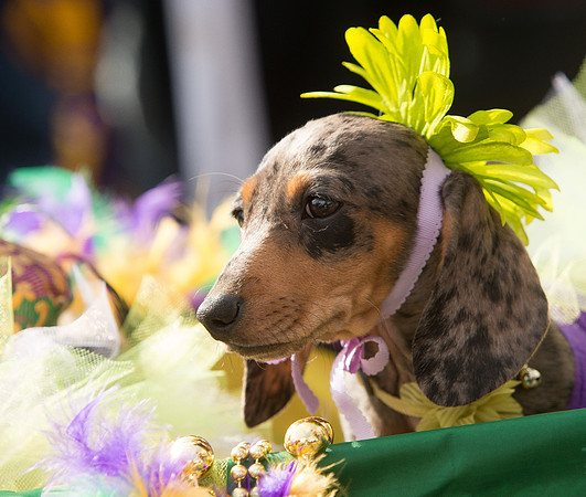 nwrh.0206.krewe.de.barkus-4