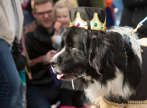 nwrh.0206.krewe.de.barkus-7