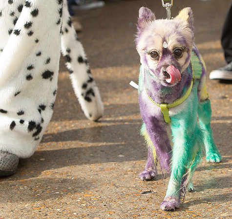 nwrh.0206.krewe.de.barkus-6
