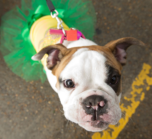 nwrh.0206.krewe.de.barkus-5