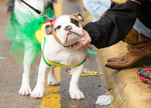 nwrh.0206.krewe.de.barkus-2