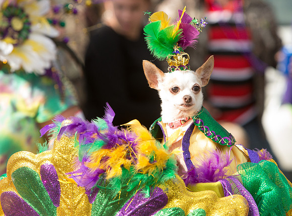 nwrh.0206.krewe.de.barkus-9