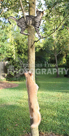 Cats in tree