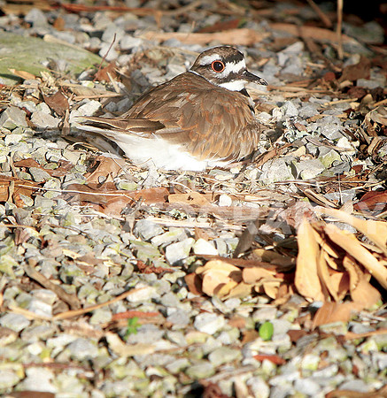 nwdp0604.Killdeer_female_nest