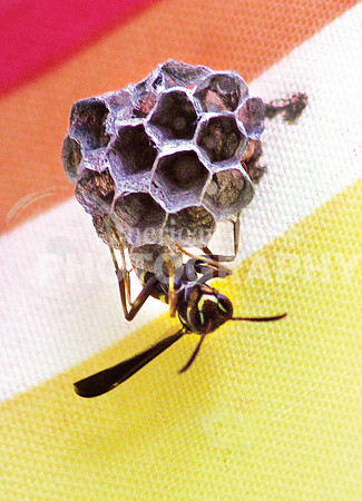 nwdp0404_wasp
