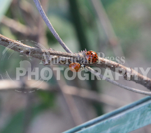 B4.16.Lady bugs