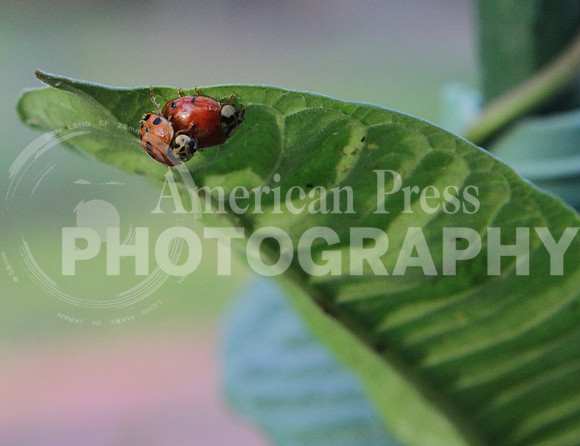 nwdp.Ladybugs on leaf