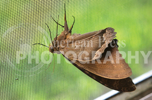 nwdp.brown moth