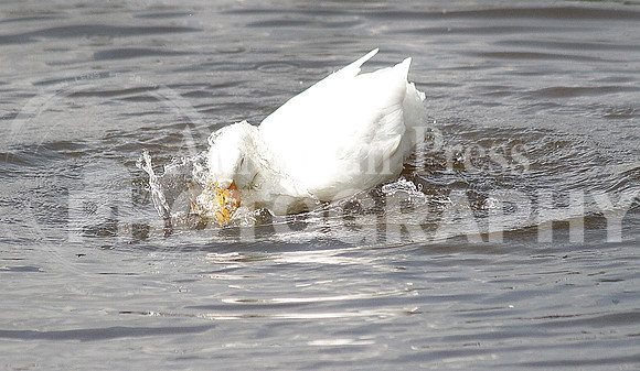 nwdp0928_duck_3