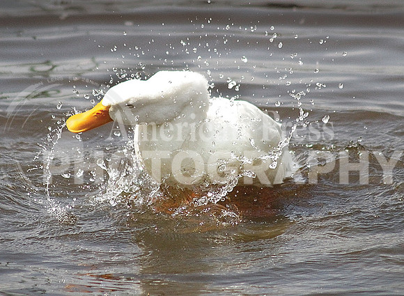 nwdp0928_duck_1