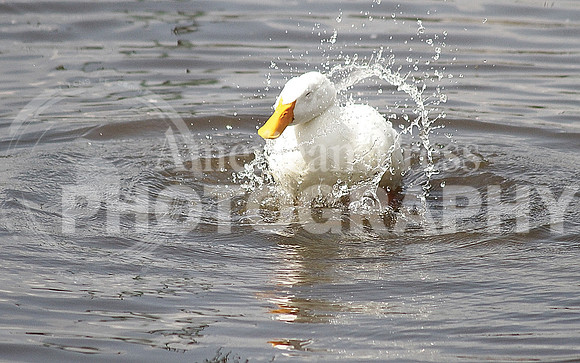 nwdp0928_duck_2