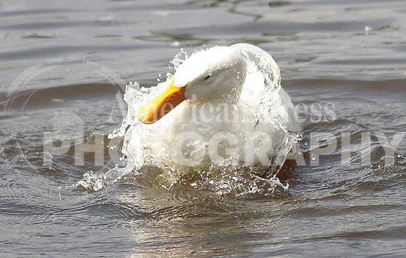 nwdp0928_duck_4