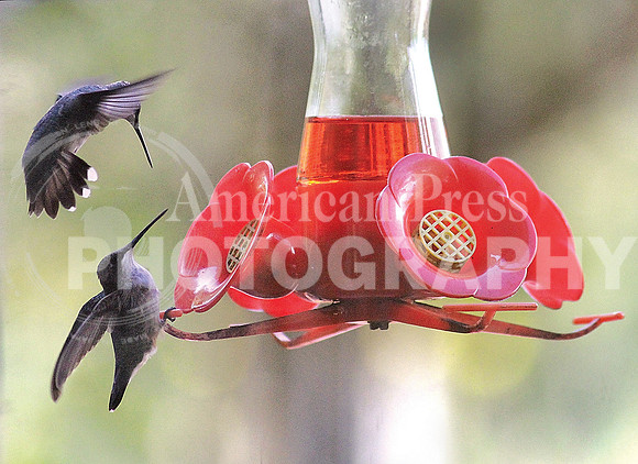 nwdp0926_hummingbird_1