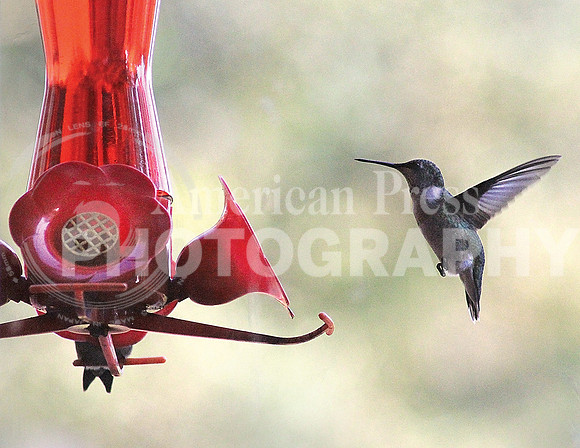 nwdp0926_hummingbird_2