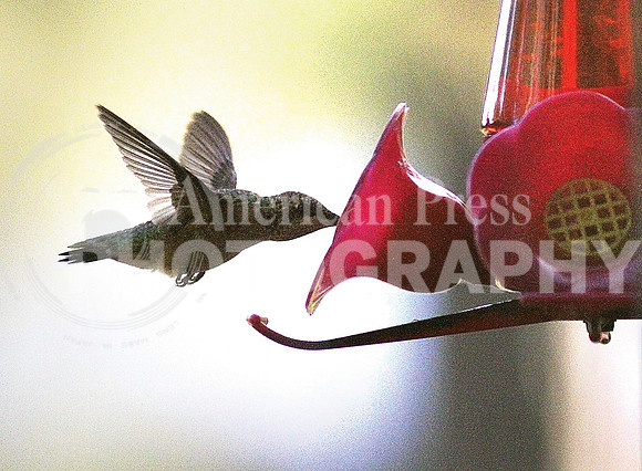 nwdp0926_hummingbird_3