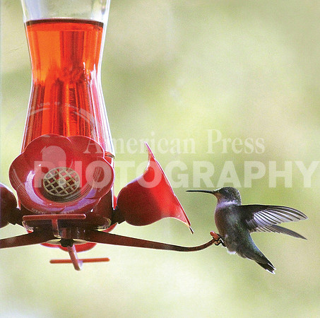 nwdp0926_hummingbird_4