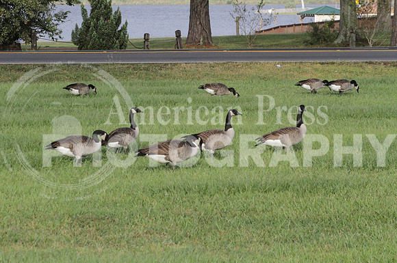 nwdp1003_Canada_Geese_1