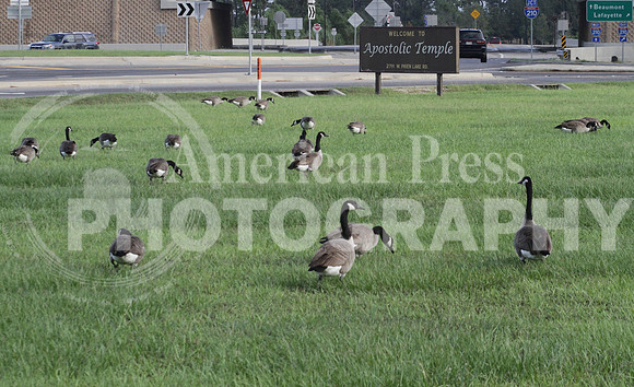 nwdp1003_Canada_Geese_5