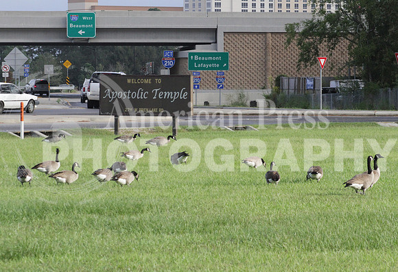 nwdp1003_Canada_Geese_3