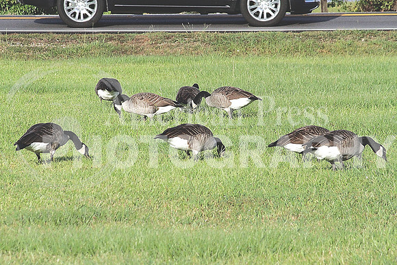 nwdp1003_Canada_Geese_2