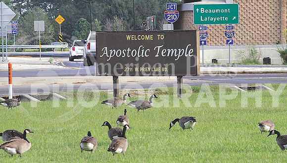 nwdp_Canada_Geese_TONED.1