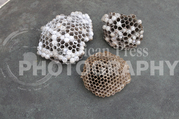 wasp nests1