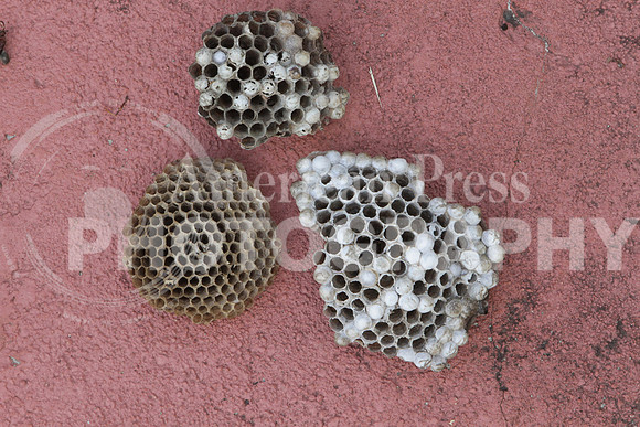wasp nests3