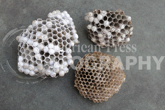 wasp nests2