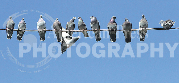 1113_Pigeons on wire